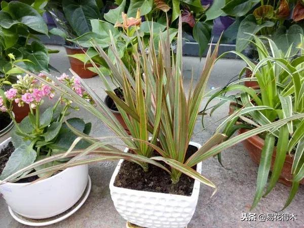 三色鐵特征及園林用途